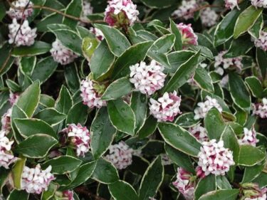 ジンチョウゲ / Daphne