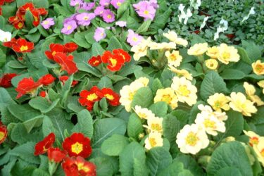 プリムラ / Primula