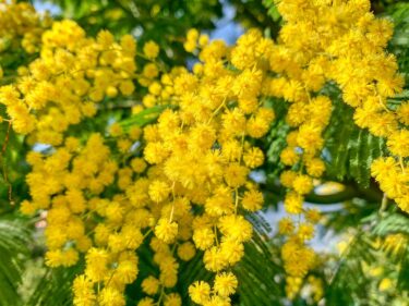 ミモザ / Mimosa