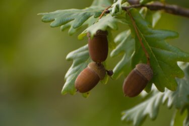 ドングリ / Acorn