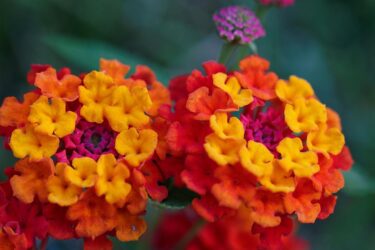 ランタナ / Lantana