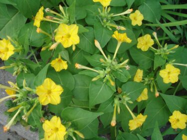 オシロイバナ / Four O’clock Plant