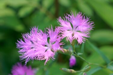 ナデシコ / Dianthus